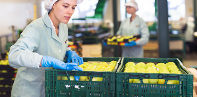 Skilled female employee in uniform inspecting quality of apples in the box in the sorting factory