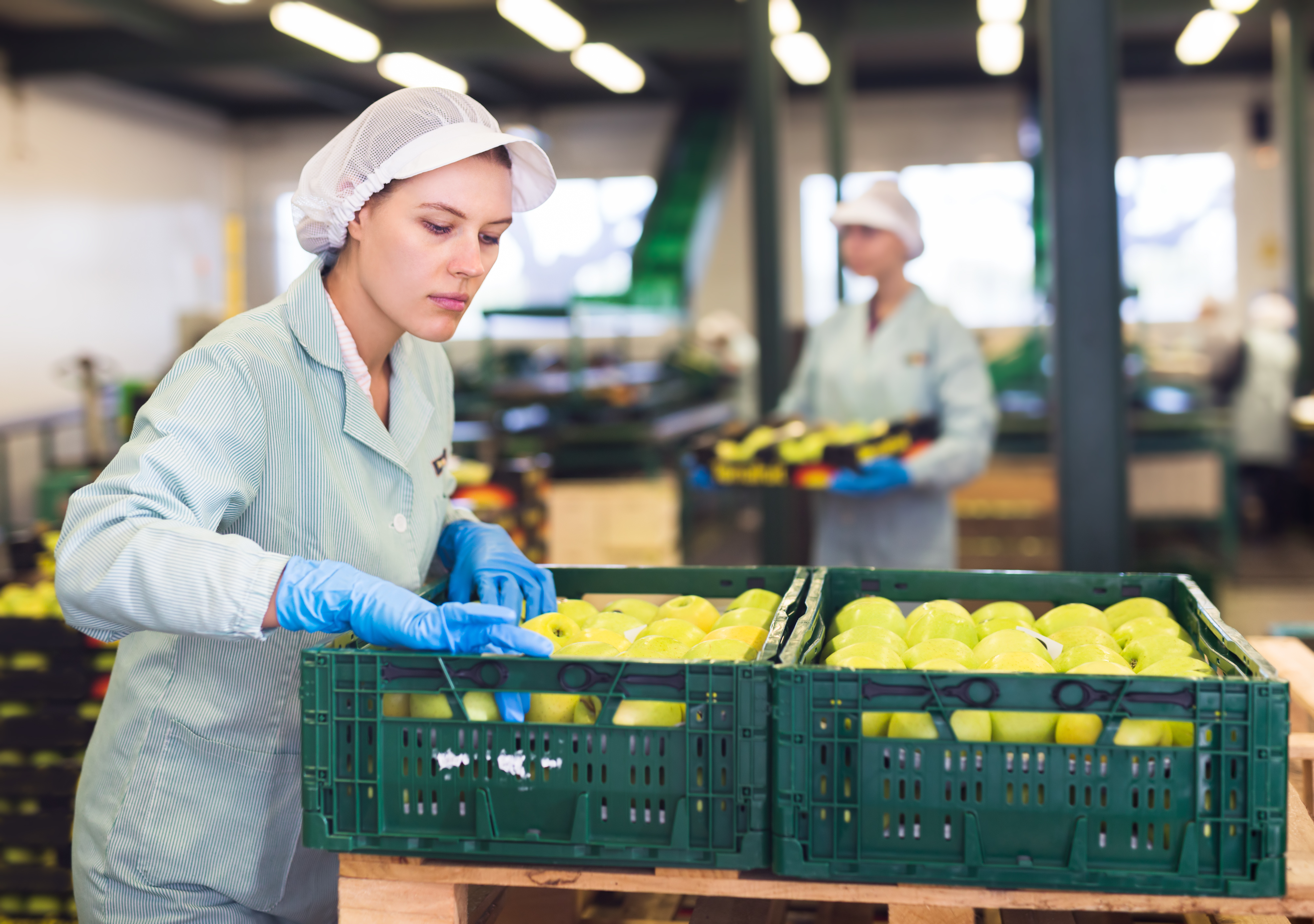 Skilled female employee in uniform inspecting quality of apples in the box in the sorting factory